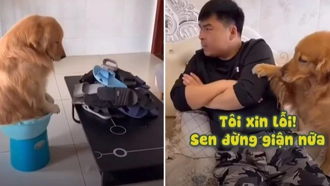 Clip: Màn xin lỗi hài hước của chú chó vị phạt vì tội cắn dép