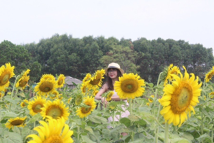Du khách đội nắng, check in “cánh đồng hoa Mặt trời” ở Huế ảnh 4 Keyword đầu tiên có dấu