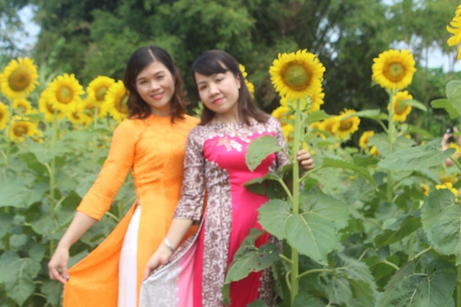 Du khách đội nắng, check in “cánh đồng hoa Mặt trời” ở Huế ảnh 9 Keyword đầu tiên có dấu