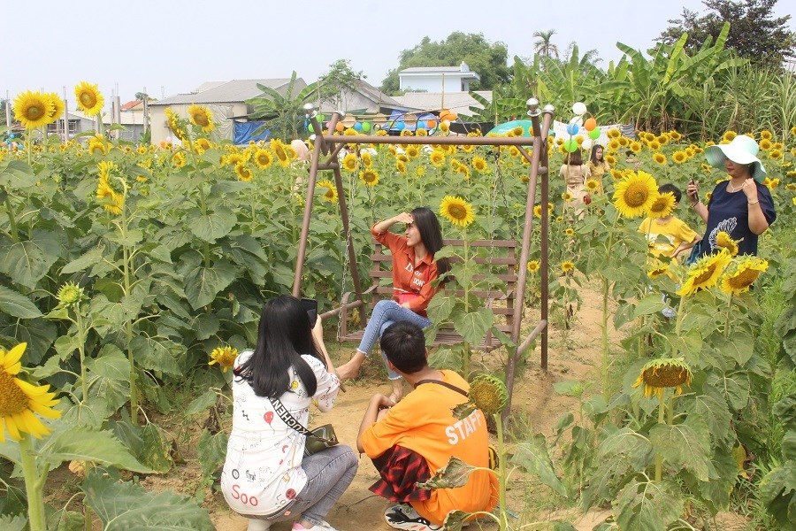 Du khách đội nắng, check in “cánh đồng hoa Mặt trời” ở Huế ảnh 3 Keyword đầu tiên có dấu