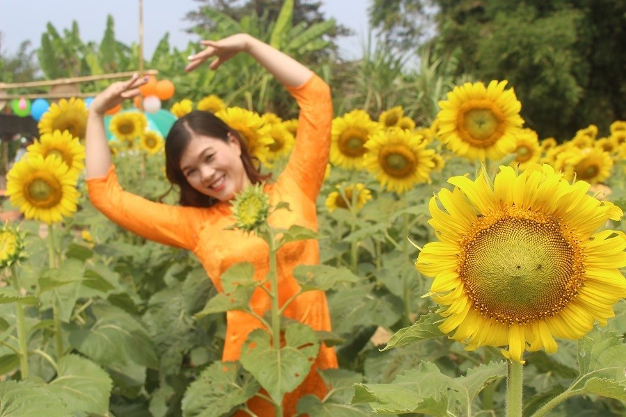 Du khách đội nắng, check in “cánh đồng hoa Mặt trời” ở Huế ảnh 11 Keyword đầu tiên có dấu