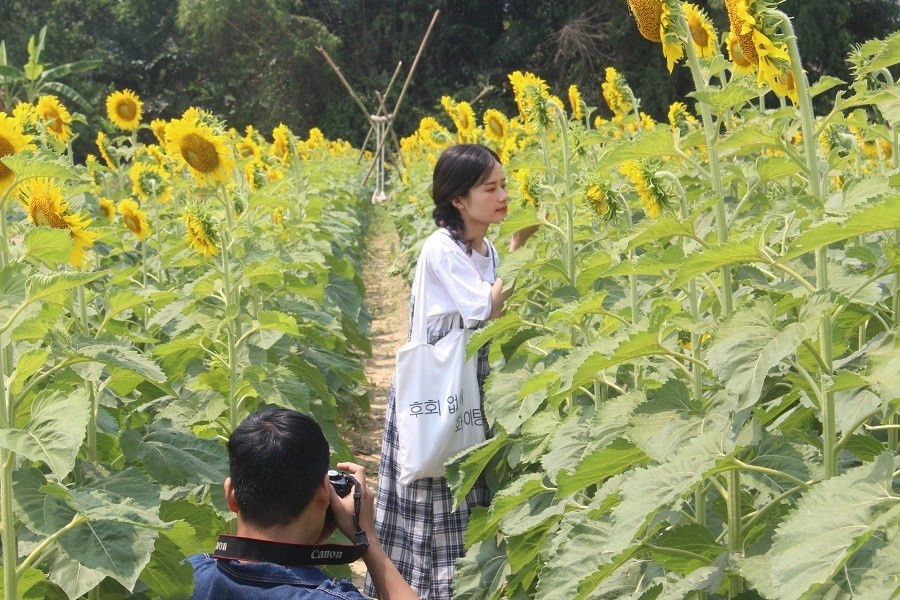 Du khách đội nắng, check in “cánh đồng hoa Mặt trời” ở Huế ảnh 1 Keyword đầu tiên có dấu