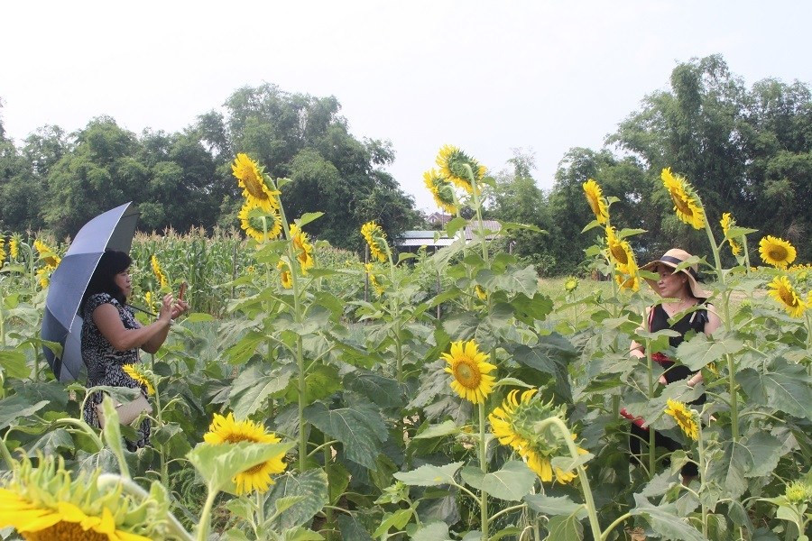 Du khách đội nắng, check in “cánh đồng hoa Mặt trời” ở Huế ảnh 7 Keyword đầu tiên có dấu