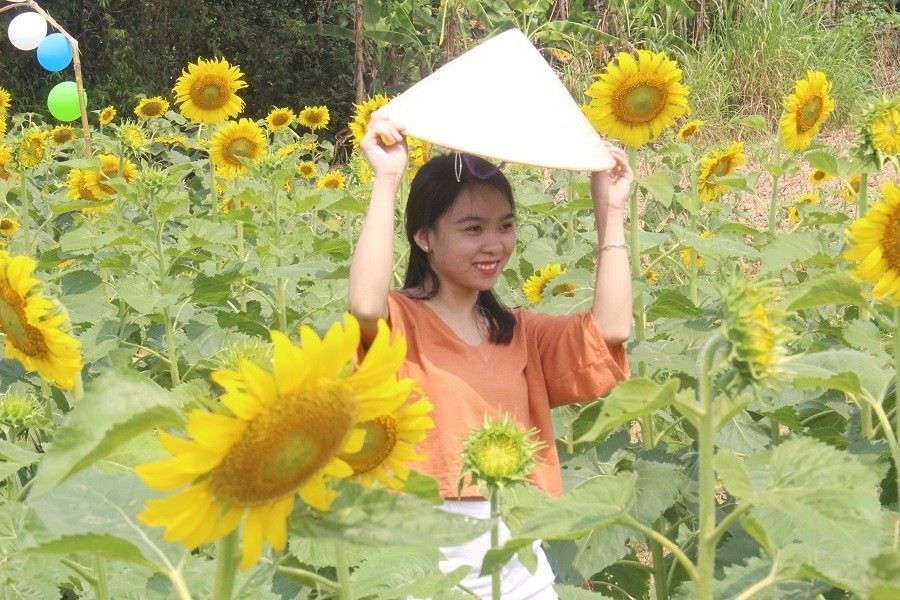 Du khách đội nắng, check in “cánh đồng hoa Mặt trời” ở Huế ảnh 2 Keyword đầu tiên có dấu