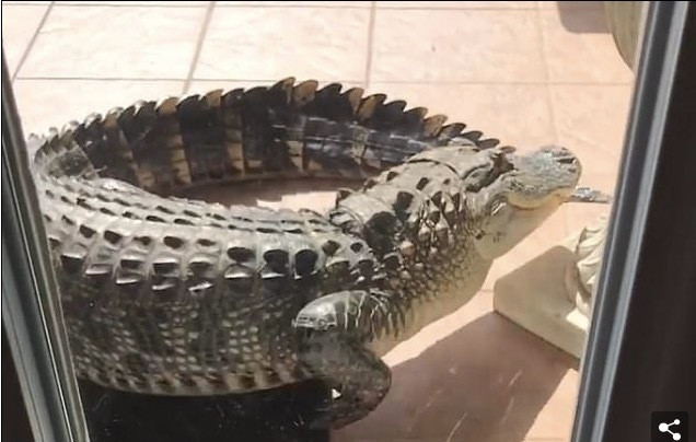 Tái mặt nhìn cá sấu khủng gõ cửa đòi vào nhà ảnh 2 Tái mặt nhìn cá sấu khủng gõ cửa đòi vào nhà