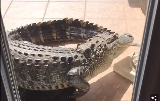 Tái mặt nhìn cá sấu khủng gõ cửa đòi vào nhà