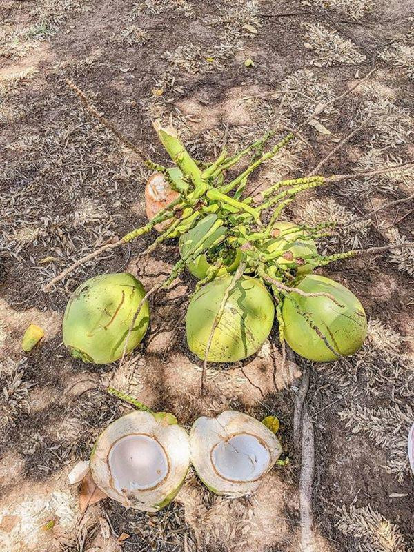 Theo chân Minh Hằng đi thăm miệt vườn “thẳng cánh cò bay” người đẹp vừa tậu ảnh 3 theo chan ly nha ky, nguoi dep tung mua nha tra gop tau miet vuon “thang canh co bay” - 3