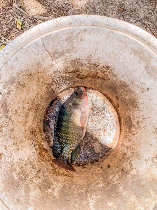 theo chan ly nha ky, nguoi dep tung mua nha tra gop tau miet vuon “thang canh co bay” - 4