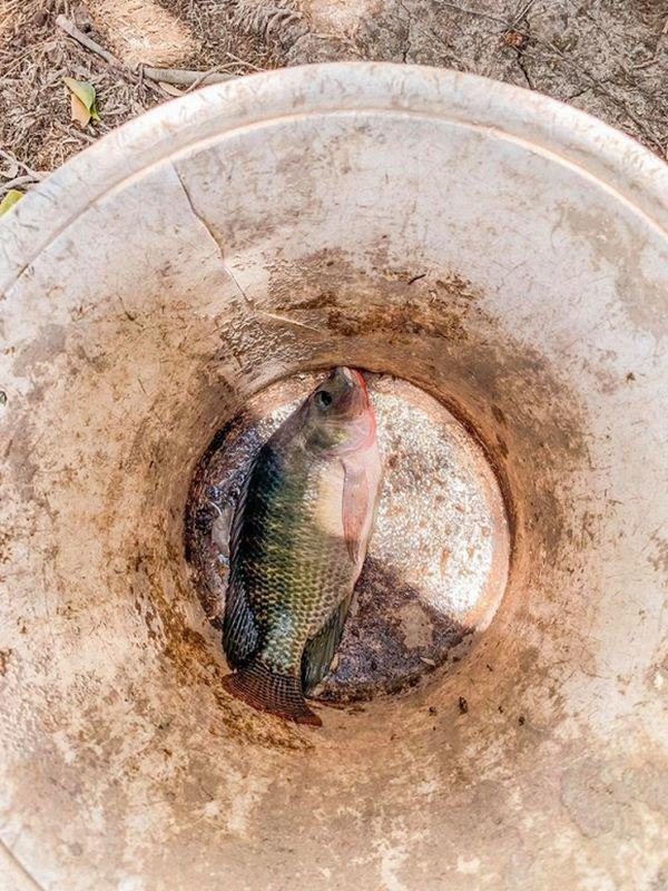 Theo chân Minh Hằng đi thăm miệt vườn “thẳng cánh cò bay” người đẹp vừa tậu ảnh 4 theo chan ly nha ky, nguoi dep tung mua nha tra gop tau miet vuon “thang canh co bay” - 4
