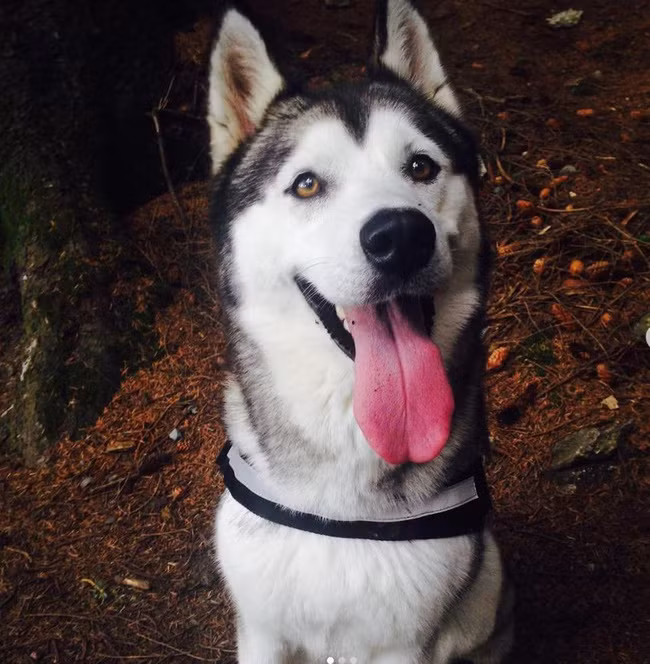 Gửi thú cưng cho dịch vụ chăm sóc để đi du lịch, cô chủ đau đớn nhận về bọc chứa xác chú chó đáng thương bị quấn như món hàng - Ảnh 2.