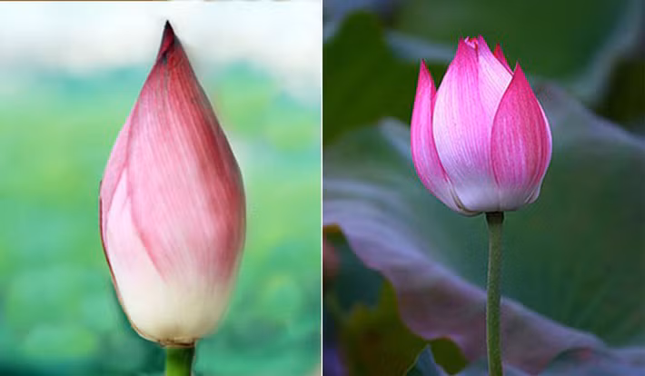 Hoa quỳ (bên trái) có màu hồng thẫm, búp dài và nhọn hơn hoa sen (bên phải).