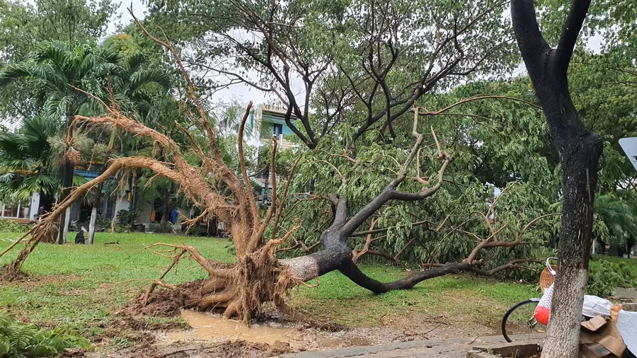 Cây xanh bị bật gốc do gió bão.