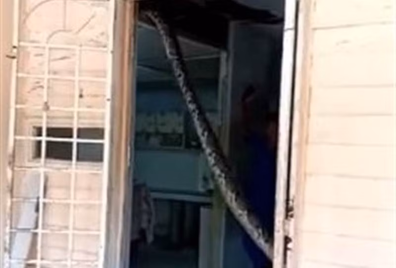 Vừa mở được cửa ra thì phát hiện, một con trăn khổng lồ đang làm loạn trong nhà.