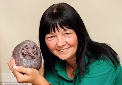 Lạ kỳ chú nhím... hói toàn tập, thân không một lông gai ảnh 3