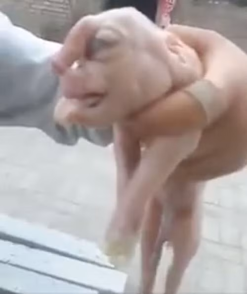 con lon di dang sinh ra voi 2 mom, 3 mat - 2