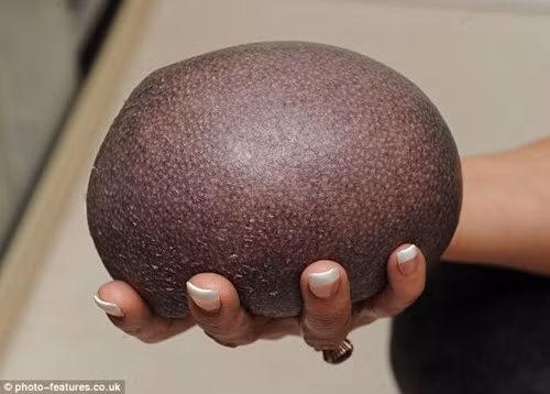 Lạ kỳ chú nhím... hói toàn tập, thân không một lông gai ảnh 5