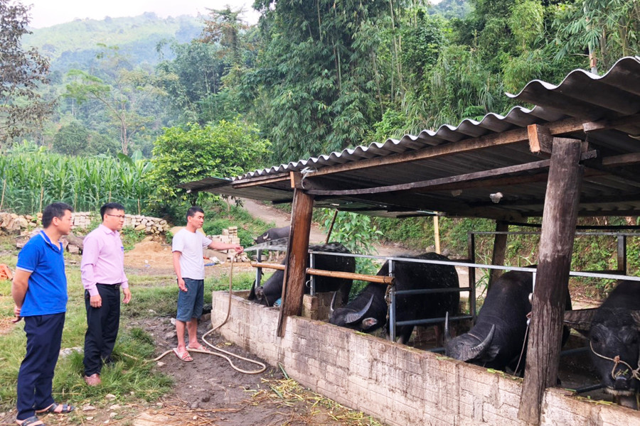 Mô hình nuôi trâu của hộ anh Triệu Vân Nình (Bản Chang, xã Bằng Phúc, Chợ Đồn) được vay vốn ưu đãi từ Ngân hàng Chính sách xã hội. Mô hình nuôi trâu của hộ anh Triệu Vân Nình (Bản Chang, xã Bằng Phúc, Chợ Đồn) được vay vốn ưu đãi từ Ngân hàng Chính sách xã hội.