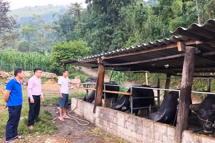 Mô hình nuôi trâu của hộ anh Triệu Vân Nình (Bản Chang, xã Bằng Phúc, Chợ Đồn) được vay vốn ưu đãi từ Ngân hàng Chính sách xã hội.