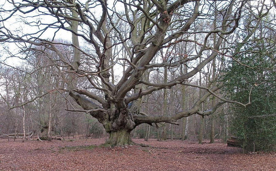 Những cái cây bỗng dưng nổi tiếng khắp thế giới theo cách không thể ngờ ảnh 5