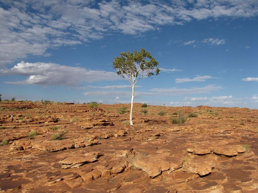 Những cái cây bỗng dưng nổi tiếng khắp thế giới theo cách không thể ngờ ảnh 8