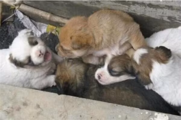 Đàn chó con chờ mẹ mang thức ăn về. (Ảnh: Internet)