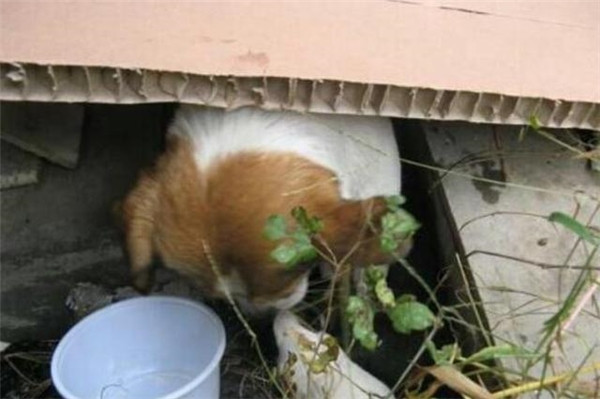 Chàng trai đã làm cho mẹ con nhà chó một chỗ ở nhỏ. (Ảnh: Internet) Chàng trai đã làm cho mẹ con nhà chó một chỗ ở nhỏ. (Ảnh: Internet)