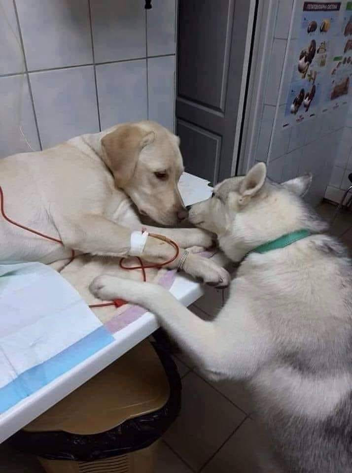 Em ơi mau khỏi ốm, có anh ở đây rồi. Em ơi mau khỏi ốm, có anh ở đây rồi.