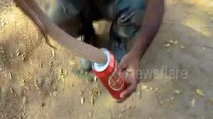 Rắn kịch độc chui vào lon bia, vật vã vì không thoát ra được