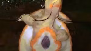 Kinh ngạc con rùa có "trái tim đập ngoài lồng ngực”