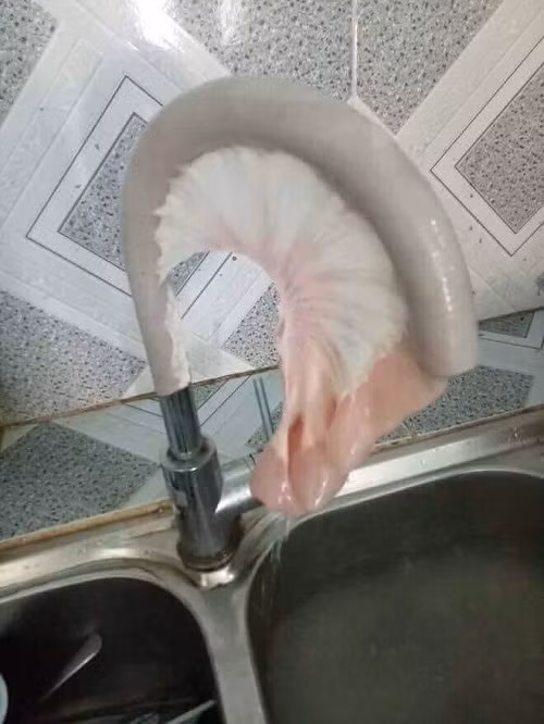 Cách làm sạch ruột lợn.