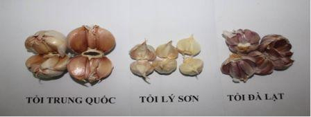 Mẹo phân biệt tỏi Việt Nam với tỏi Trung Quốc ảnh 3