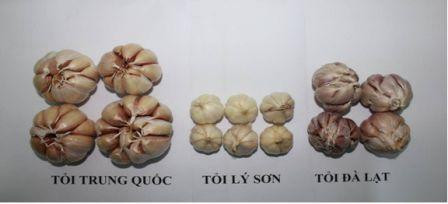 Mẹo phân biệt tỏi Việt Nam với tỏi Trung Quốc ảnh 2