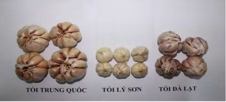 Mẹo phân biệt tỏi Việt Nam với tỏi Trung Quốc ảnh 2
