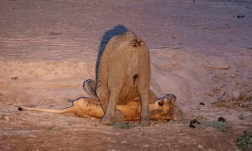 Sư tử cái gầy trơ xương bị voi con đè nghiến dưới đất ảnh 1 Sư tử cái bất lực không thể gượng dậy trước sức nặng của voi con. Ảnh: NJ Wight.