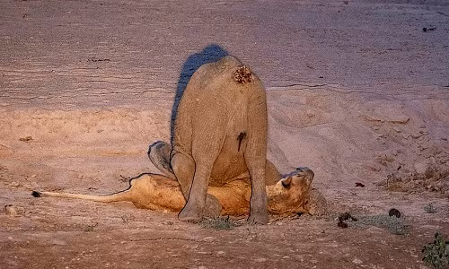 Sư tử cái gầy trơ xương bị voi con đè nghiến dưới đất