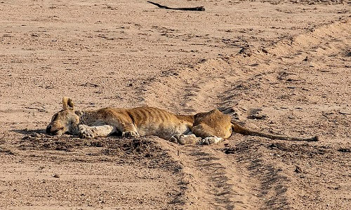 Con sư tử cái lớn tuổi chết không lâu sau cuộc đụng độ. Ảnh: NJ Wight. Con sư tử cái lớn tuổi chết không lâu sau cuộc đụng độ. Ảnh: NJ Wight.