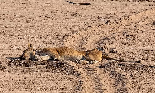 Con sư tử cái lớn tuổi chết không lâu sau cuộc đụng độ. Ảnh: NJ Wight.