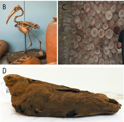 Một số mẫu xác ướp tìm thấy trong lăng mộ Ai Cập. Một số mẫu xác ướp tìm thấy trong lăng mộ Ai Cập.