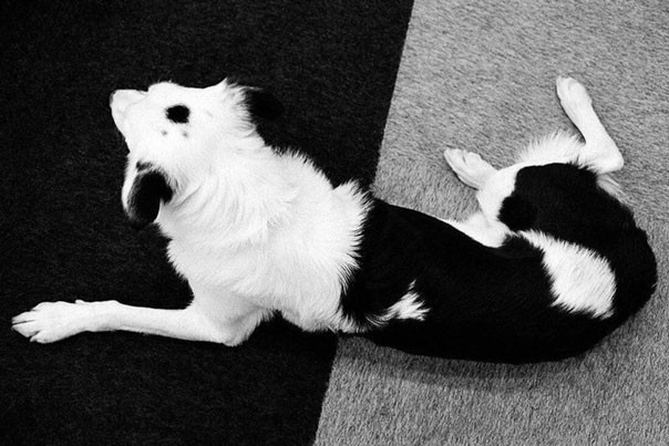 sắp xếp Sắp xếp “đã mắt” cho những ai yêu thích sự hoàn hảo