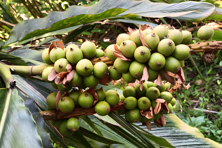 Quả bo bo được thu mua để làm dược liệu. (Ảnh: Phạm Tâm)