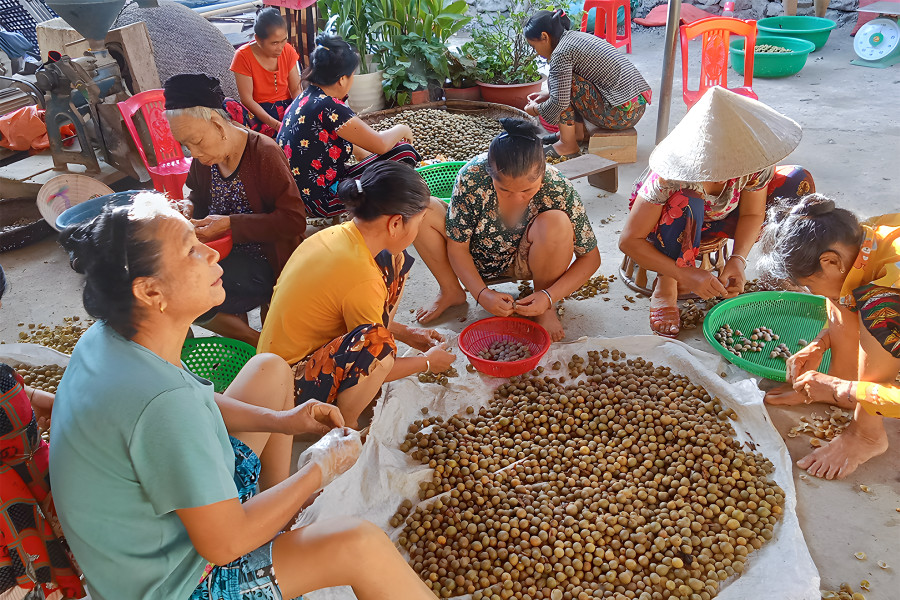 Người dân tách vỏ bo bo trước khi bán cho thương lái. (Ảnh: Phạm Tâm)