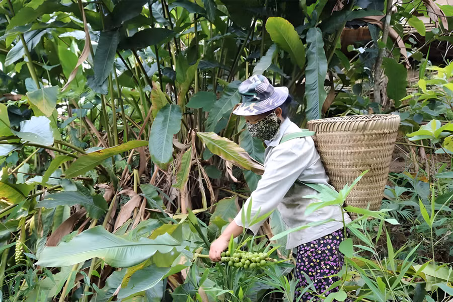 Người dân huyện Kỳ Sơn, Nghệ An thu hoạch quả bo bo. (Ảnh: Lữ Phú)