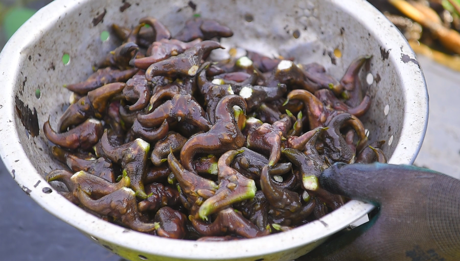 Củ ấu sau khi thu hoạch được rửa sạch và phân loại trước khi đem bán. (Ảnh: LT).