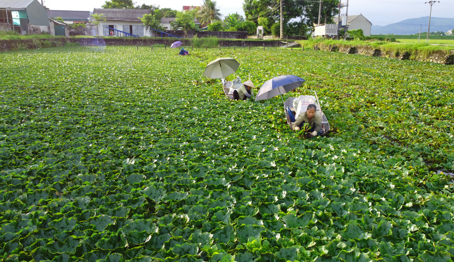 Mùa thu hoạch củ ấu thường kéo dài khoảng 2 tháng trong năm. (Ảnh: LT).