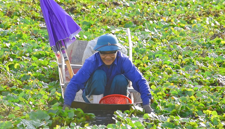 Ông Trịnh Văn Mạnh (xã Vĩnh An) chèo thuyền thu hoạch củ ấu. (Ảnh: LT).
