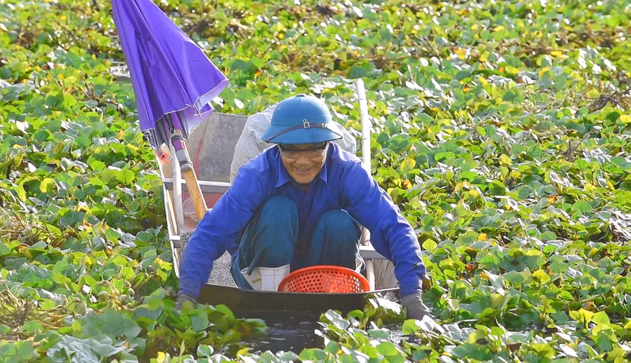 Ông Trịnh Văn Mạnh (xã Vĩnh An) chèo thuyền thu hoạch củ ấu. (Ảnh: LT).