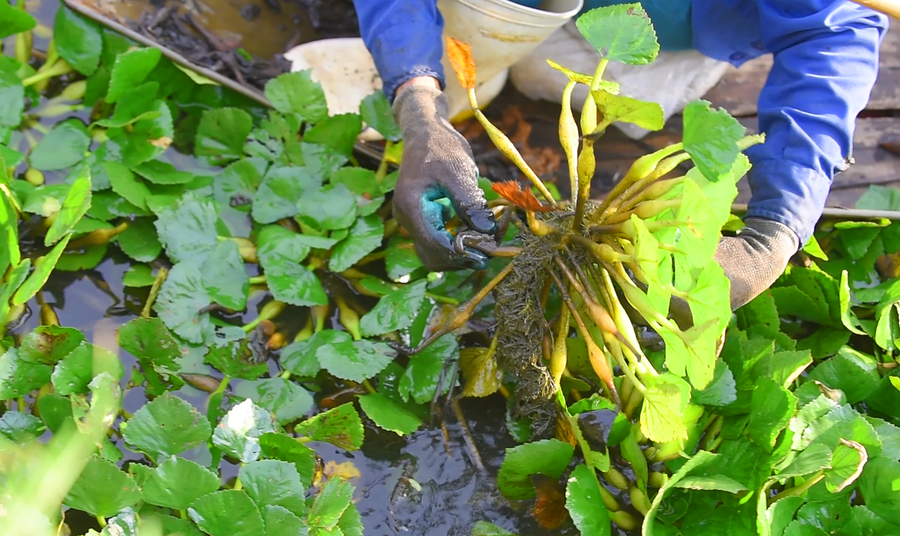Mùa thu hoạch củ ấu không chỉ kéo dài mà còn thu hoạch được nhiều lần. (Ảnh: LT).