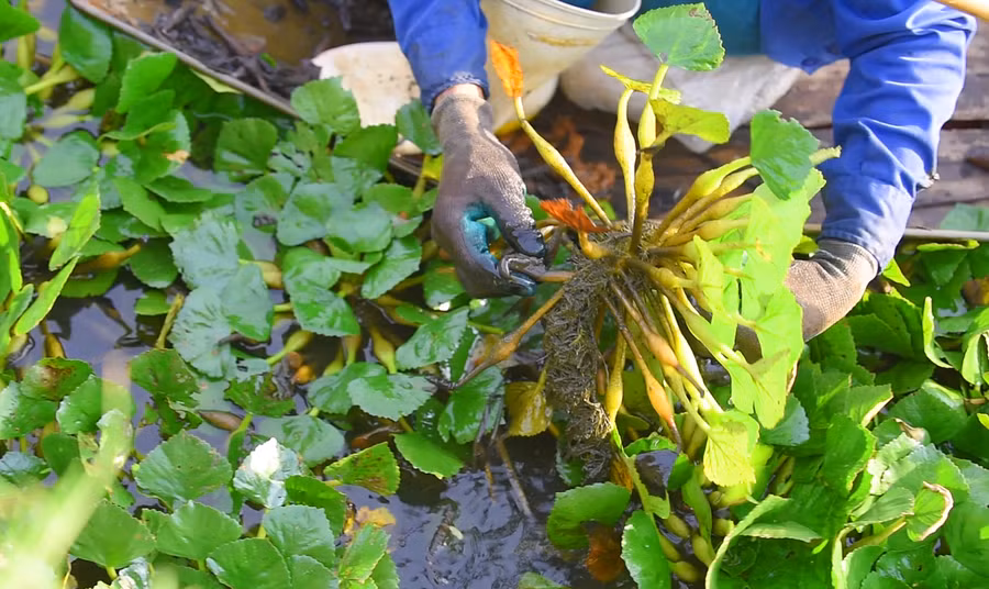 Mùa thu hoạch củ ấu không chỉ kéo dài mà còn thu hoạch được nhiều lần. (Ảnh: LT).