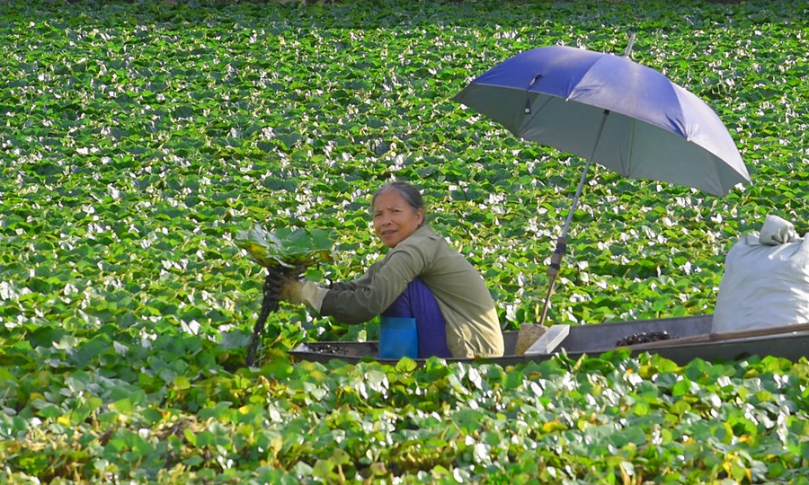 Hiện xã Vĩnh An có khoảng 10ha diện tích trồng cây ấu, sản lượng trung bình đạt khoảng 8 tấn/ha. (Ảnh: LT).