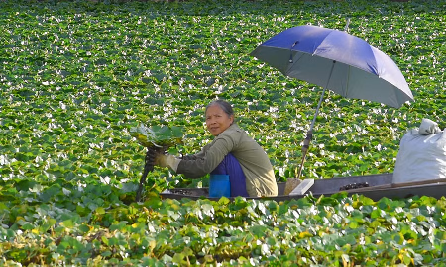 Hiện xã Vĩnh An có khoảng 10ha diện tích trồng cây ấu, sản lượng trung bình đạt khoảng 8 tấn/ha. (Ảnh: LT).